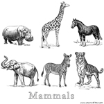 Mammals
